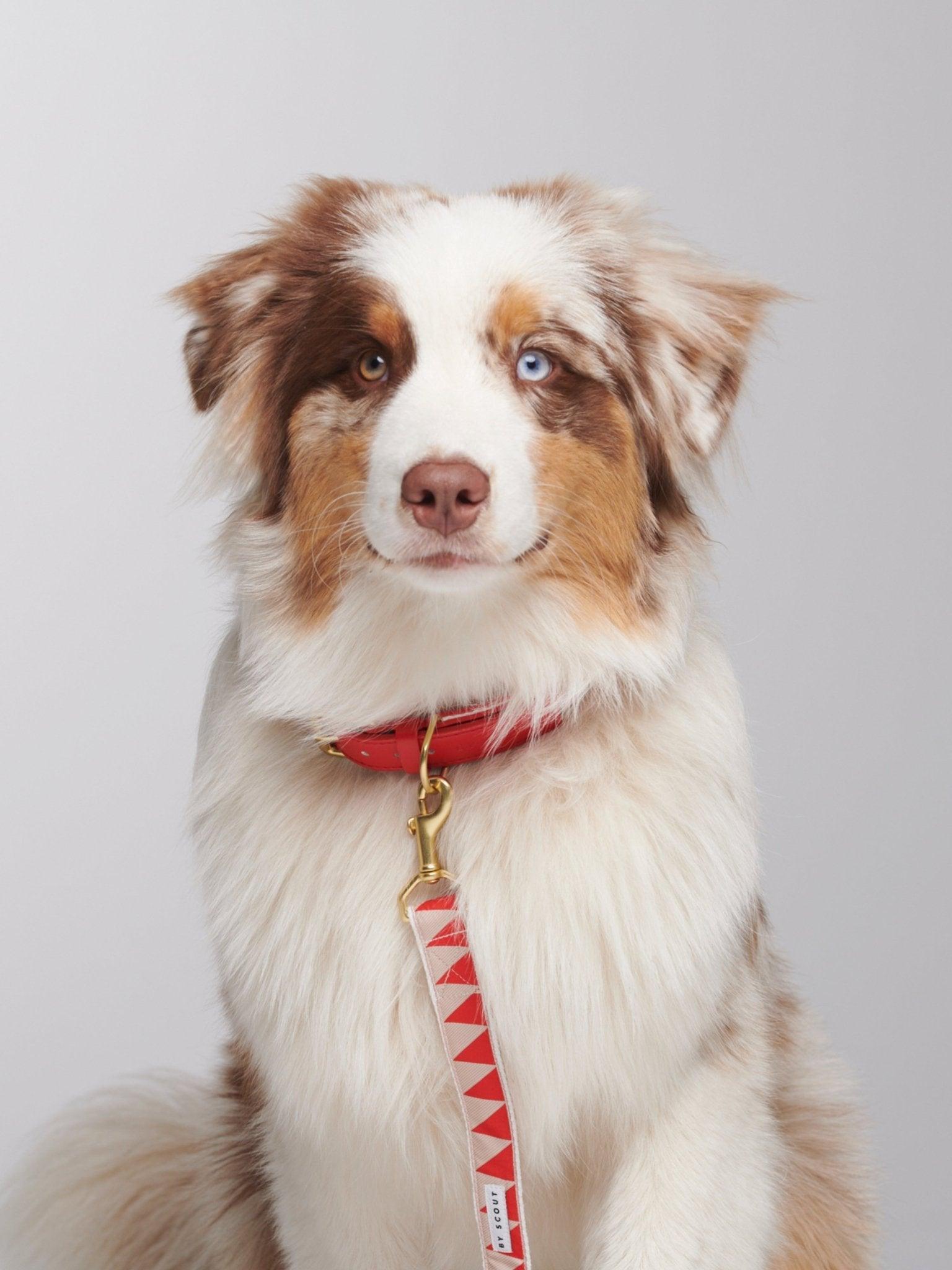 Nice Grill Standard Length Leash - Vermillion - By Scout