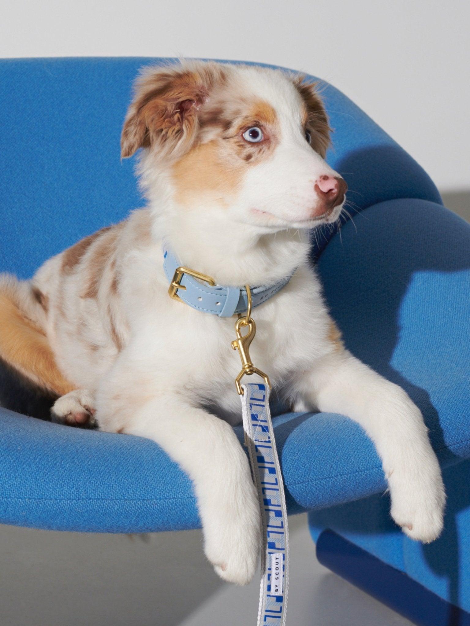Trove Collar - Blues - By Scout
