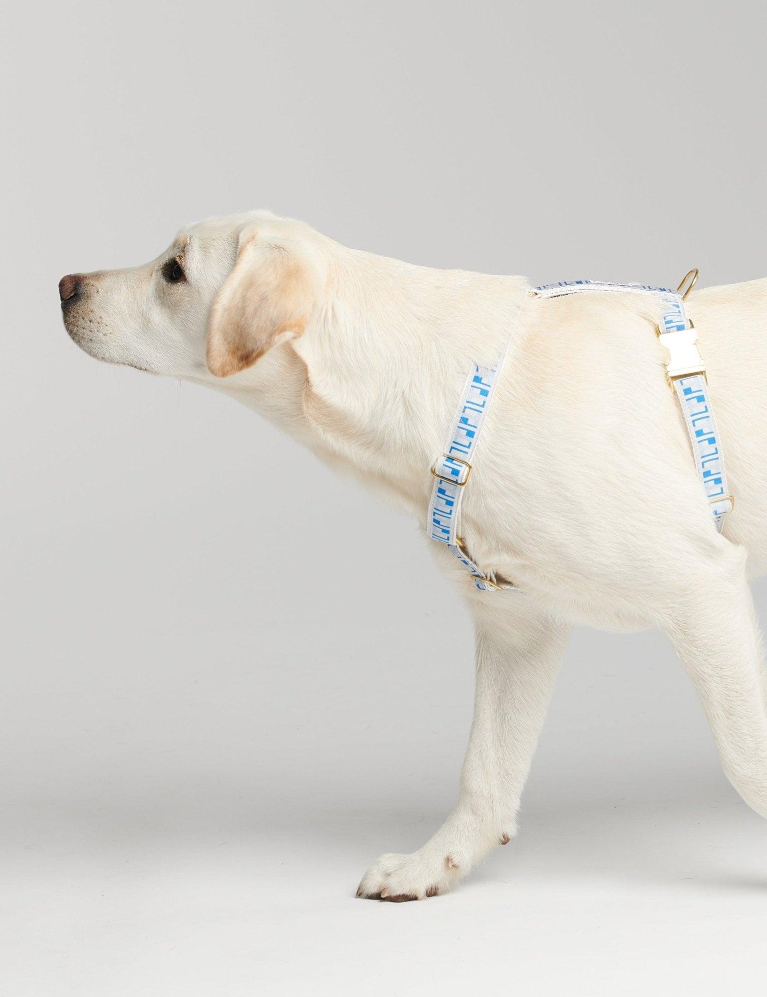 Trove Dog Harness in Blues, worn on a dog
